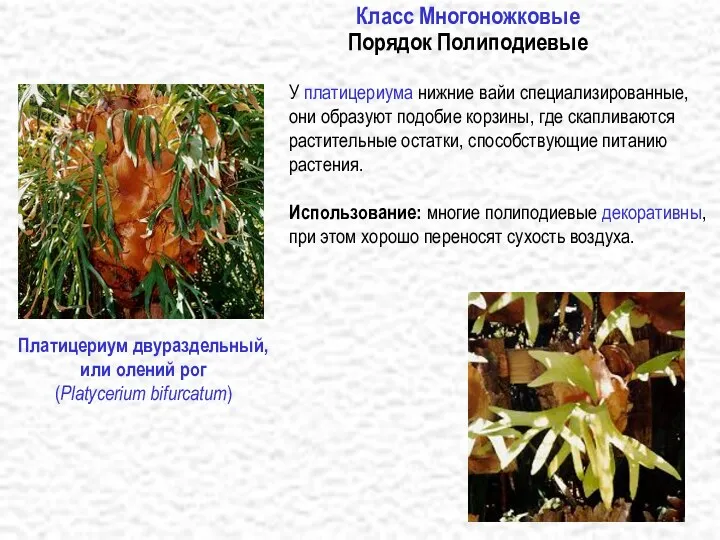 http://www.botany.com/8.24.gif http://www.botany.com/8.23.gif Класс Многоножковые Порядок Полиподиевые У платицериума нижние вайи