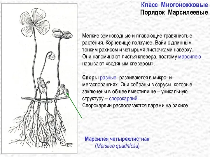 Класс Многоножковые Порядок Марсилеевые Мелкие земноводные и плавающие травянистые растения.