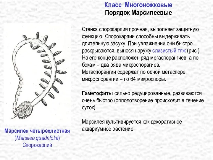 Класс Многоножковые Порядок Марсилеевые Стенка спорокарпия прочная, выполняет защитную функцию.