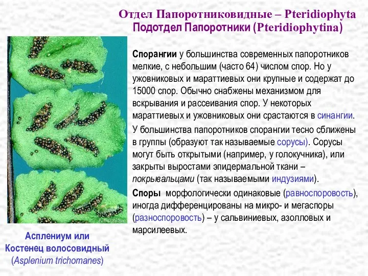 Спорангии у большинства современных папоротников мелкие, с небольшим (часто 64)