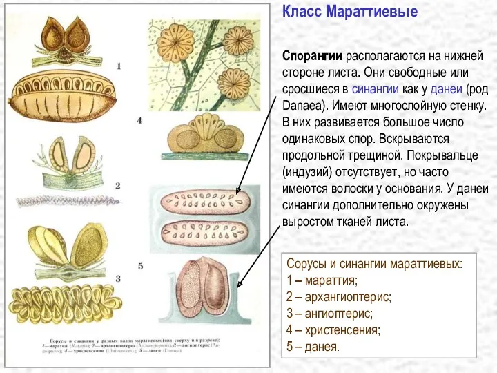 Класс Мараттиевые Спорангии располагаются на нижней стороне листа. Они свободные