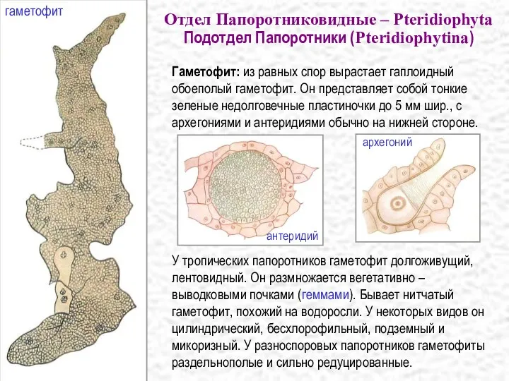 Гаметофит: из равных спор вырастает гаплоидный обоеполый гаметофит. Он представляет