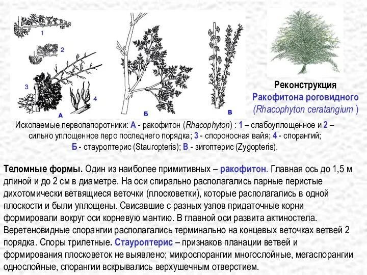 Теломные формы. Один из наиболее примитивных – ракофитон. Главная ось