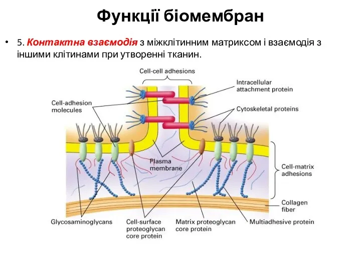 Функції біомембран 5. Контактна взаємодія з міжклітинним матриксом і взаємодія з іншими клітинами при утворенні тканин.