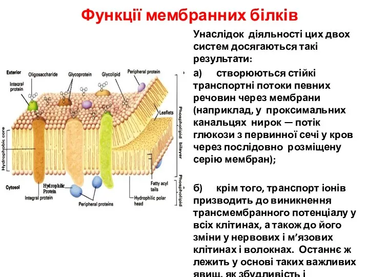 Функції мембранних білків Унаслідок діяльності цих двох систем досягаються такі результати: а) створюються