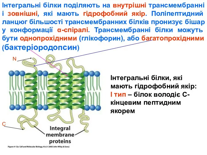Інтегральні білки поділяють на внутрішні трансмембранні і зовнішні, які мають гідрофобний якір. Поліпептидний