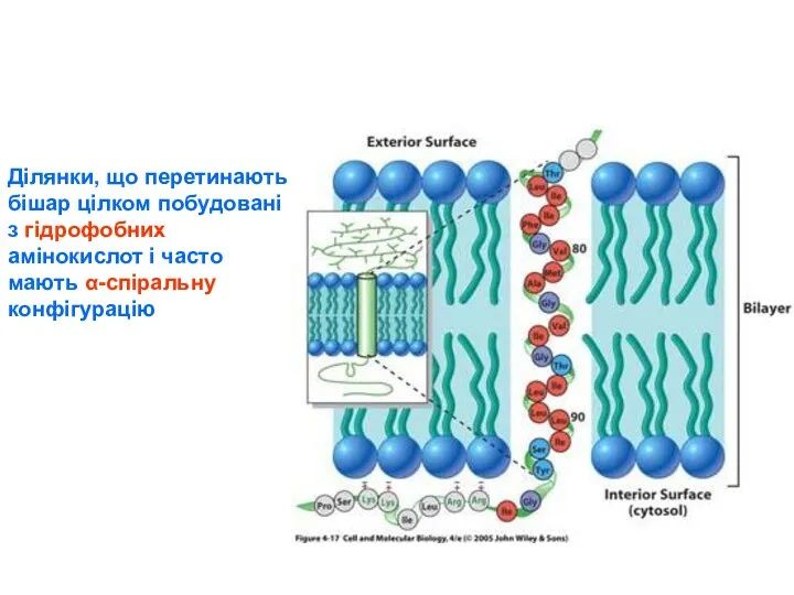 Ділянки, що перетинають бішар цілком побудовані з гідрофобних амінокислот і часто мають α-спіральну конфігурацію