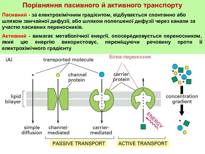Порівняння пасивного й активного транспорту Пасивний - за електрохімічним градієнтом, відбувається спонтанно або