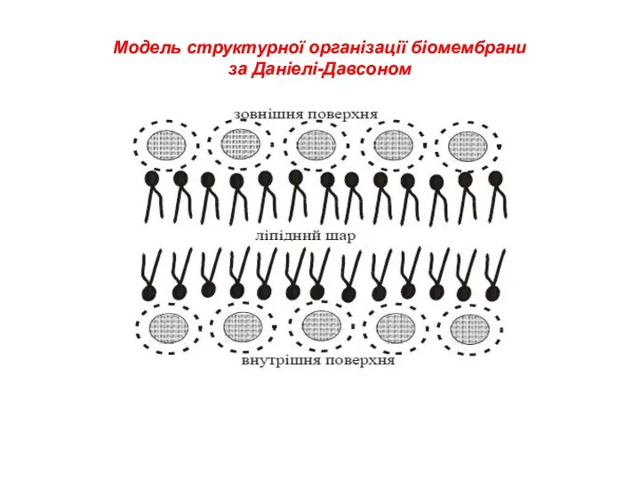 Модель структурної організації біомембрани за Даніелі-Давсоном