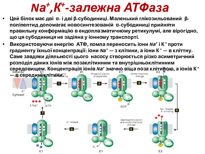 Nа+,К+-залежна АТФаза Цей білок має дві α- і дві β-субодиниці. Маленький глікозильований β-поліпептид