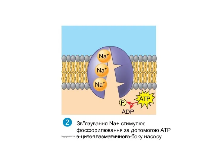 Na+ Na+ Na+ ATP P ADP 2 Зв”язування Na+ стимулює фосфорилювання за допомогою