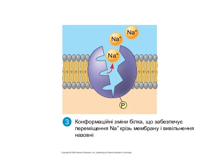 Na+ P Na+ Na+ 3 Конформаційні зміни білка, що забезпечує переміщення Nа+ крізь