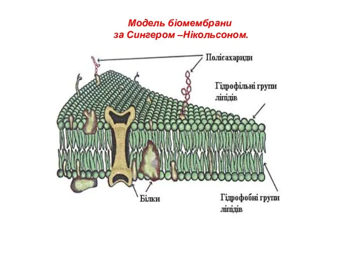 Модель біомембрани за Сингером –Нікольсоном.