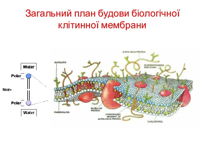 Загальний план будови біологічної клітинної мембрани