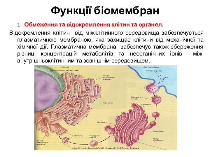 Функції біомембран 1. Обмеження та відокремлення клітин та органел. Відокремлення клітин від міжклітинного