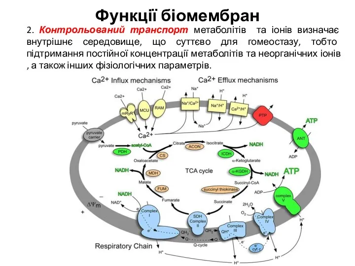 Функції біомембран 2. Контрольований транспорт метаболітів та іонів визначає внутрішнє середовище, що суттєво