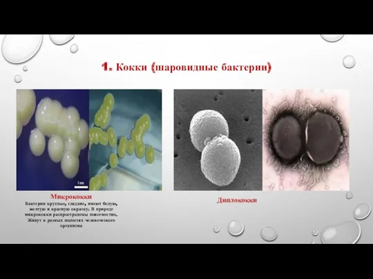 1. Кокки (шаровидные бактерии) Микрококки Бактерии круглые, гладкие, имеют белую, желтую и красную