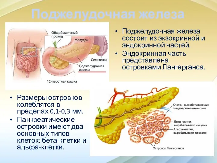 Поджелудочная железа Размеры островков колеблятся в пределах 0,1-0,3 мм. Панкреатические