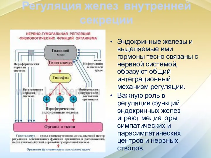 Регуляция желез внутренней секреции Эндокринные железы и выделяемые ими гормоны