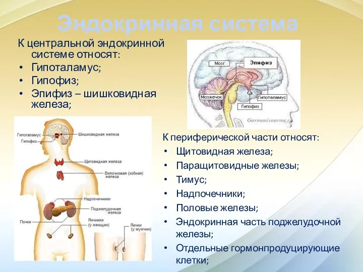 Эндокринная система К центральной эндокринной системе относят: Гипоталамус; Гипофиз; Эпифиз