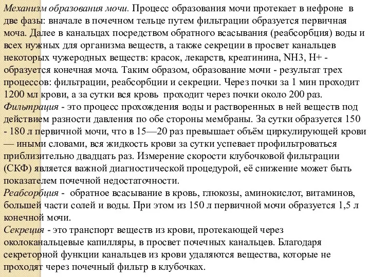 Механизм образования мочи. Процесс образования мочи протекает в нефроне в