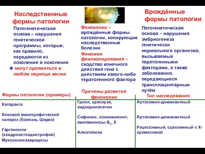 Наследственные формы патологии Фенокопии – врождённые формы патологии, копирующие наследственные