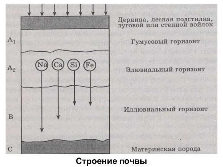 Строение почвы