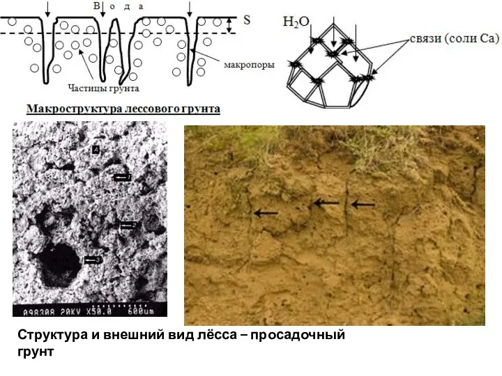 Структура и внешний вид лёсса – просадочный грунт