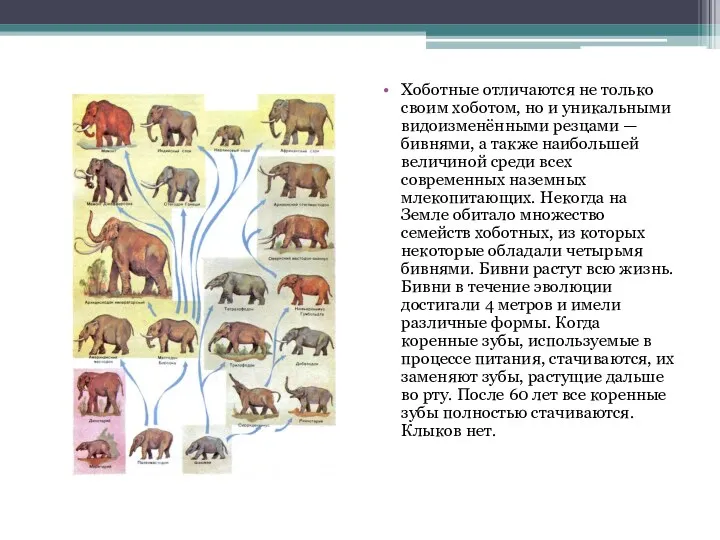 Хоботные отличаются не только своим хоботом, но и уникальными видоизменёнными