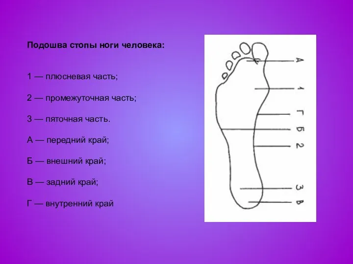 Подошва стопы ноги человека: 1 — плюсневая часть; 2 — промежуточная часть; 3