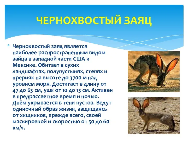 Чернохвостый заяц является наиболее распространенным видом зайца в западной части