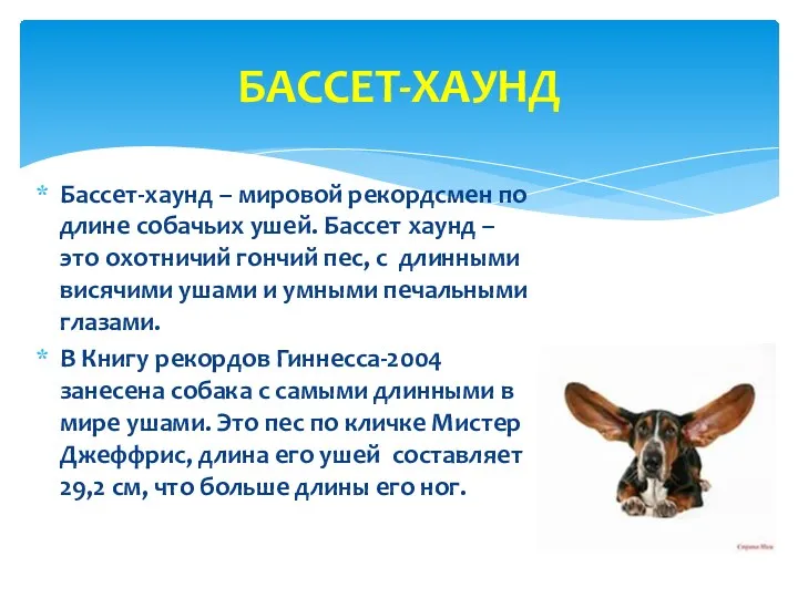 Бассет-хаунд – мировой рекордсмен по длине собачьих ушей. Бассет хаунд