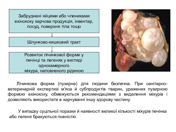 Лічинкова форма (пузирна) для людини безпечна. При санітарно-ветеринарній експертизі м'яса