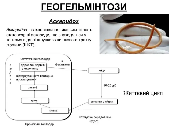 ГЕОГЕЛЬМІНТОЗИ Аскаридоз Життєвий цикл Аскаридоз – захворювання, яке викликають статевозрілі