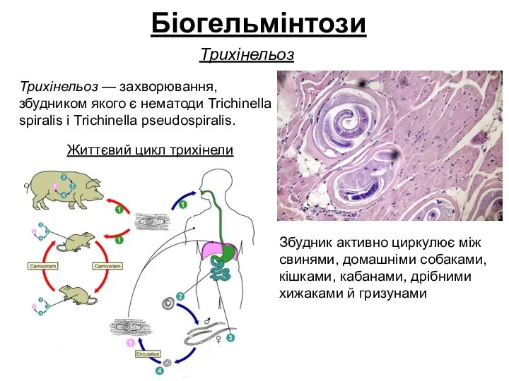 Біогельмінтози Трихінельоз Трихінельоз — захворювання, збудником якого є нематоди Trichinella