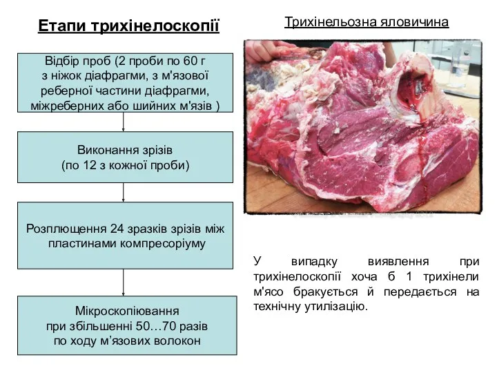 Трихінельозна яловичина Етапи трихінелоскопії Відбір проб (2 проби по 60