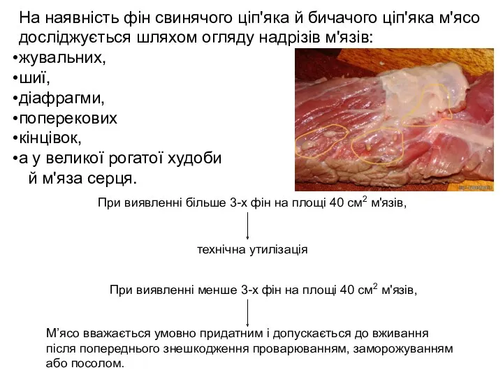 На наявність фін свинячого ціп'яка й бичачого ціп'яка м'ясо досліджується