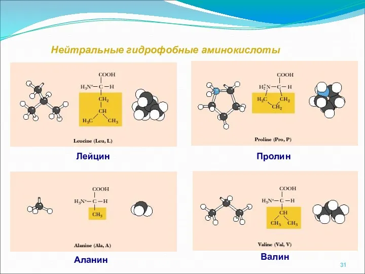 Нейтральные гидрофобные аминокислоты Аланин Валин Лейцин Пролин