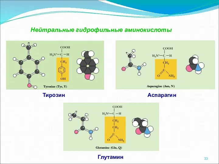 Нейтральные гидрофильные аминокислоты Тирозин Аспарагин Глутамин