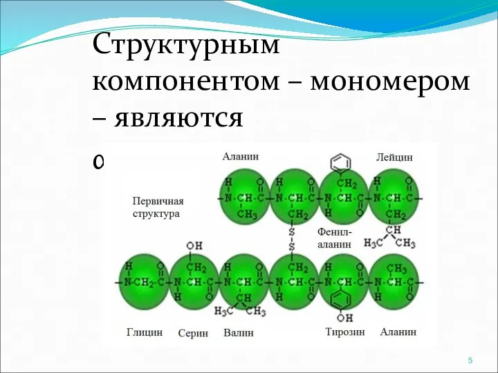 Структурным компонентом – мономером – являются α-АМК