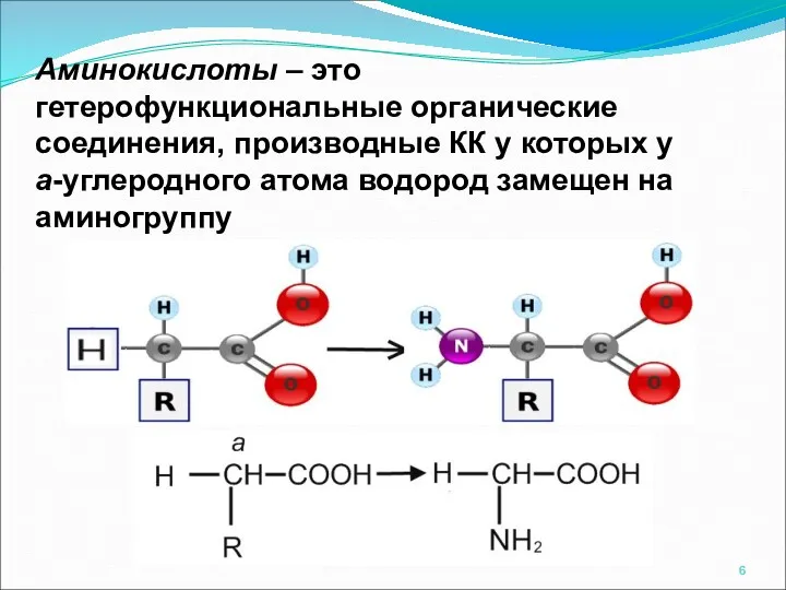 Аминокислоты – это гетерофункциональные органические соединения, производные КК у которых