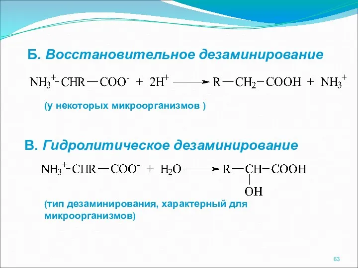 Б. Восстановительное дезаминирование (у некоторых микроорганизмов ) В. Гидролитическое дезаминирование (тип дезаминирования, характерный для микроорганизмов)