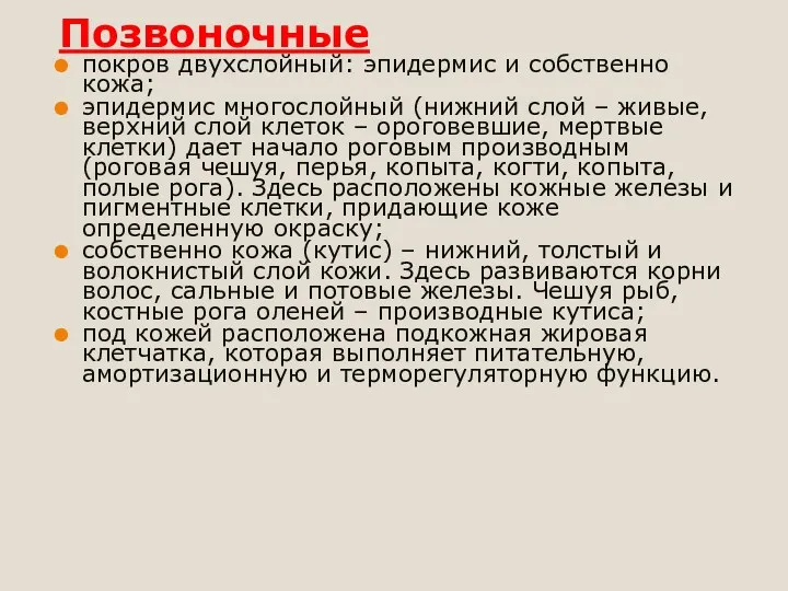 Позвоночные покров двухслойный: эпидермис и собственно кожа; эпидермис многослойный (нижний