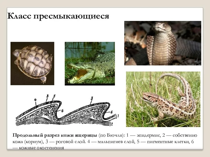 Продольный разрез кожи ящерицы (по Бючли): 1 — эпидермис, 2