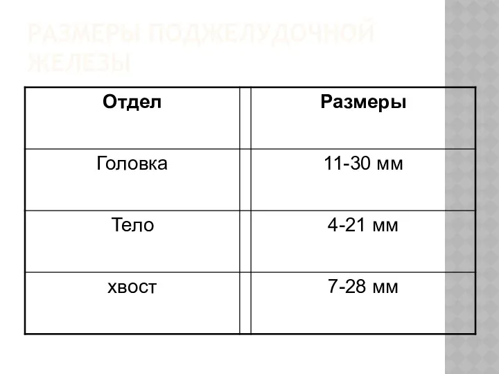 РАЗМЕРЫ ПОДЖЕЛУДОЧНОЙ ЖЕЛЕЗЫ