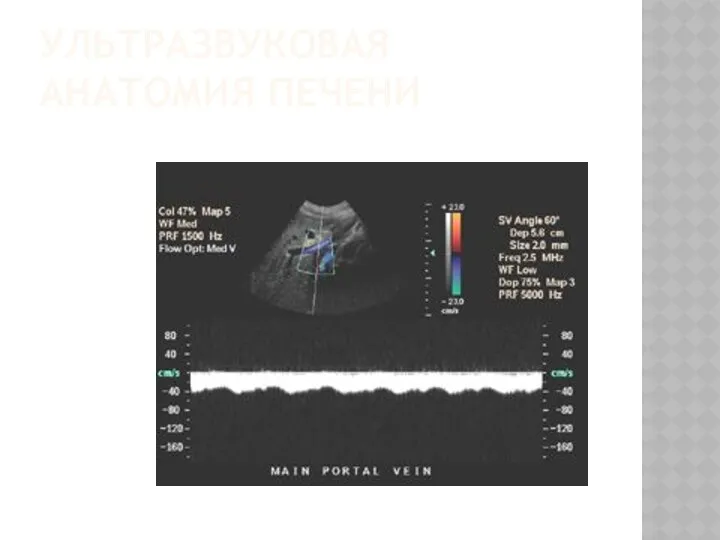 УЛЬТРАЗВУКОВАЯ АНАТОМИЯ ПЕЧЕНИ