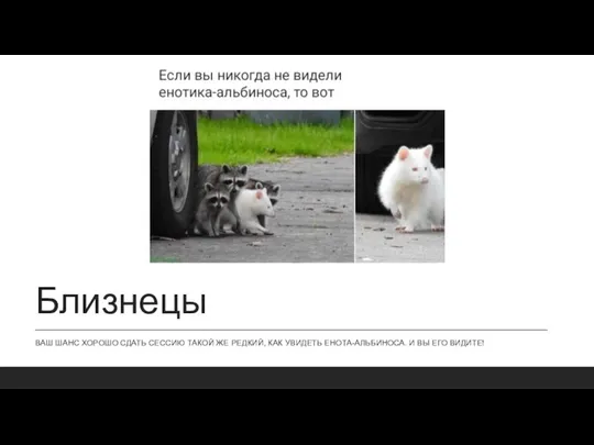 Близнецы ВАШ ШАНС ХОРОШО СДАТЬ СЕССИЮ ТАКОЙ ЖЕ РЕДКИЙ, КАК УВИДЕТЬ ЕНОТА-АЛЬБИНОСА. И ВЫ ЕГО ВИДИТЕ!