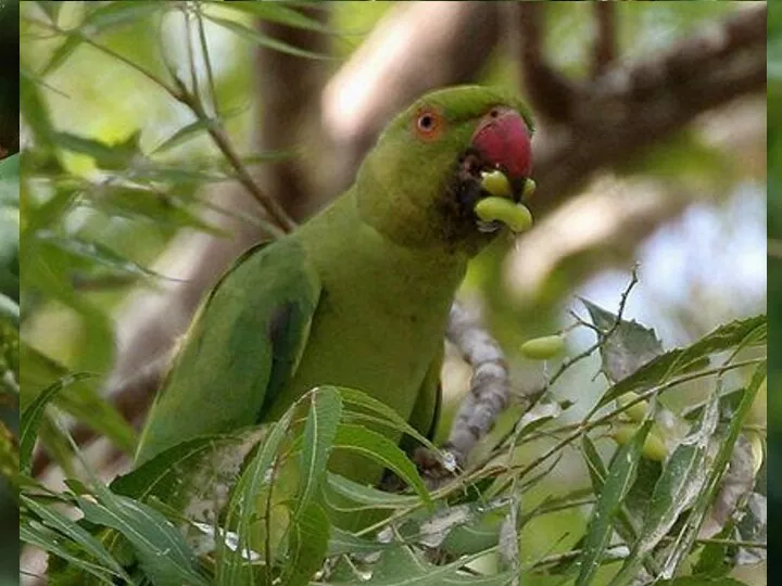 На острове есть фруктовый сад, а основной пищей попугаям служат семена и плоды