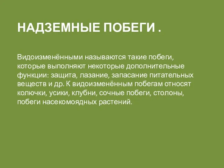 НАДЗЕМНЫЕ ПОБЕГИ . Видоизменёнными называются такие побеги, которые выполняют некоторые