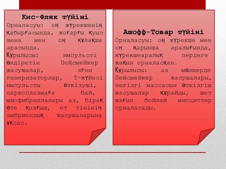 Кис-Фляк түйіні Орналасуы: оң жүрекшенің қабырғасында, жоғарғы қуыс вена мен